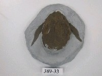 藏品(杯蟹化石)的圖片